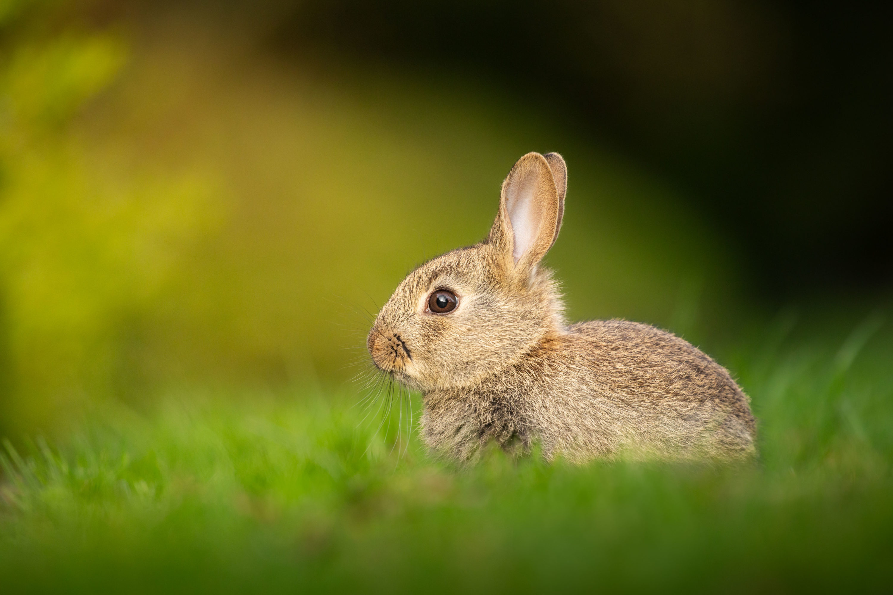 Wild rabbit portrait